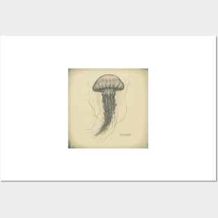 Vintage Jellyfish II Posters and Art